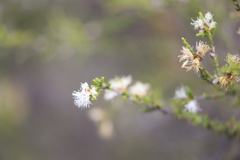 Melaleuca tamariscina