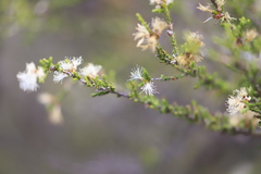 Melaleuca tamariscina