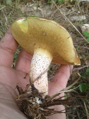 Suillus bellinii