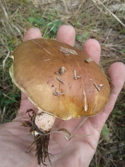 Suillus bellinii