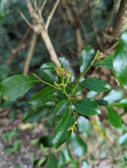 Glochidion rubrum