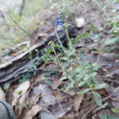 Salvia helianthemifolia