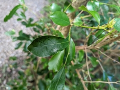 Glochidion rubrum