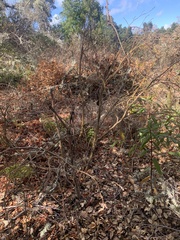 Dirca occidentalis