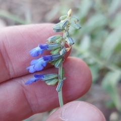 Salvia helianthemifolia
