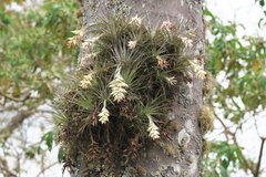 Tillandsia stricta