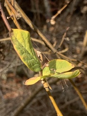 Dirca occidentalis