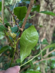 Glochidion rubrum