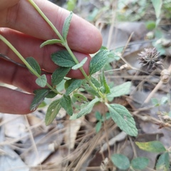 Salvia helianthemifolia
