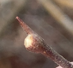 Dirca occidentalis