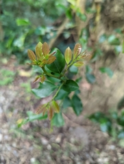 Glochidion rubrum