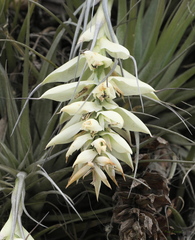 Tillandsia stricta