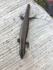 Plestiodon brevirostris