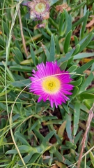 Carpobrotus rossii
