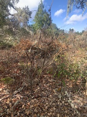 Dirca occidentalis