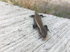 Plestiodon brevirostris