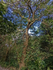 Glochidion rubrum