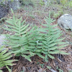 Phlebodium pseudoaureum