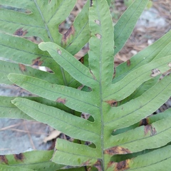 Phlebodium pseudoaureum