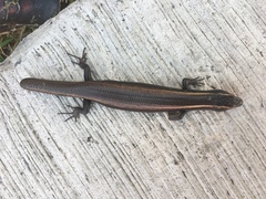 Plestiodon brevirostris
