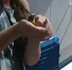 Geothlypis poliocephala