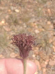 Porophyllum linifolium