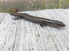 Plestiodon brevirostris