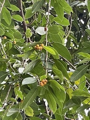 Ficus benjamina nuda