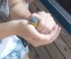 Geothlypis poliocephala