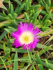 Carpobrotus rossii