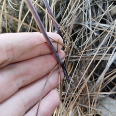 Phlebodium pseudoaureum