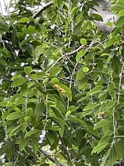 Ficus benjamina nuda