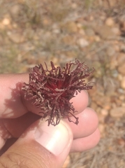 Porophyllum linifolium