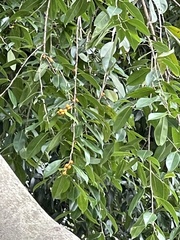 Ficus benjamina nuda