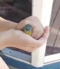 Geothlypis poliocephala