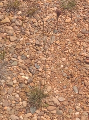 Porophyllum linifolium