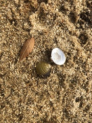 Corbicula fluminea