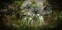 Hymenocallis