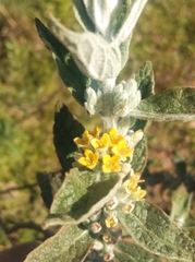 Buddleja stachyoides