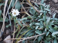 Symphyotrichum porteri