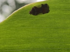 Lophopinae