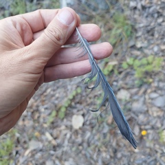 Aphelocoma wollweberi