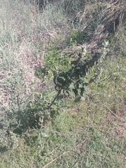 Buddleja stachyoides