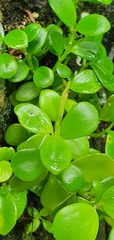 Peperomia urvilleana