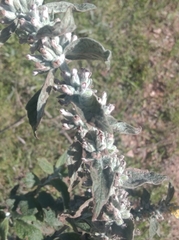 Buddleja stachyoides
