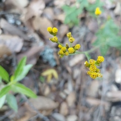 Alloispermum