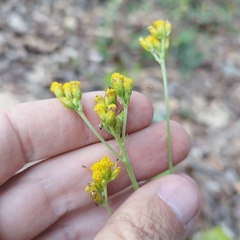 Alloispermum