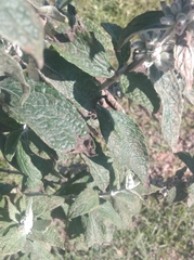 Buddleja stachyoides