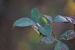 Gyponana