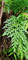 Asplenium appendiculatum